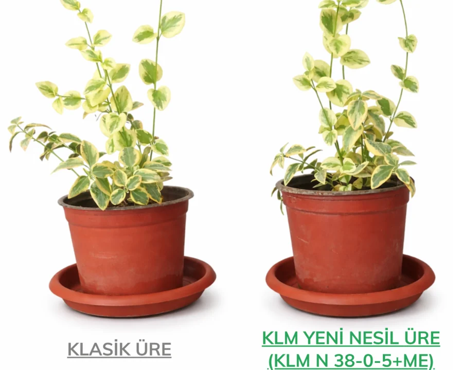 Klasik üre ve KLM yeni nesil üre saksı denemesi
